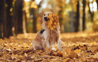 Cute dog is outdoors in the autumn forest at daytime. With yellow leaves in mouth