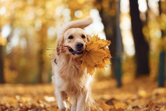 Beautiful portrait. Cute dog is outdoors in the autumn forest at daytime