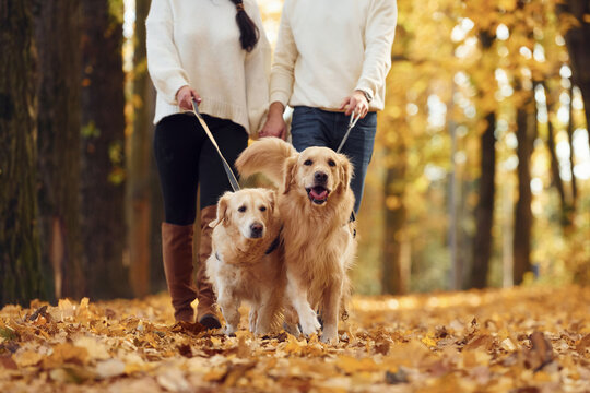 Lovely couple are on the walk in autumn park with two dogs