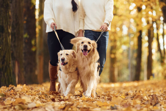 Lovely Couple Are On The Walk In Autumn Park With Two Dogs