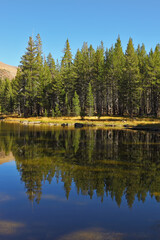 Fototapeta premium Forest is reflected in lake.