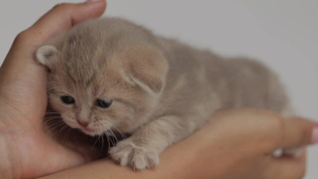 small light gray newborn kitten lies in woman's hand, close-up, hand strokes kitten, light background, Scottish breed