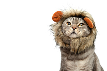 Scottish cat in a lion costume with a mane isolated on a white background