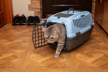 The Scottish cat comes out of the carrier after arriving from the vet.