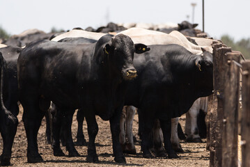 Naklejka premium angus cattle in feed lot