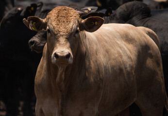 bull on the farm: feed lot cattle