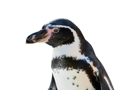 Penguin close up transparent image