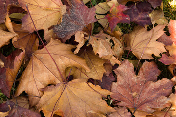 Autumn maple leaves - obrazy, fototapety, plakaty