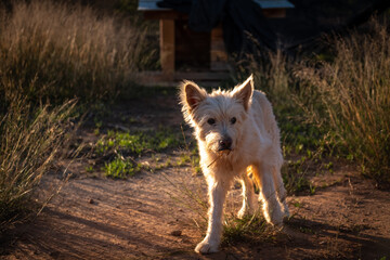 Obraz premium dog portrait of a Russian Shepherd white in the field looking at the flock