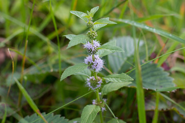 blooming melissa is a relaxing medicinal herb. Close-up of a mint bush