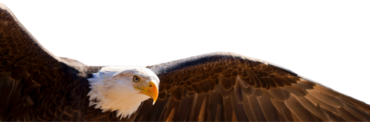 PNG illustration with a transparent background portrait of a bald eagle wings spread in flight	

