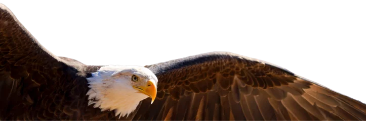 Foto op Plexiglas PNG illustration with a transparent background portrait of a bald eagle wings spread in flight   © Patrick Rolands