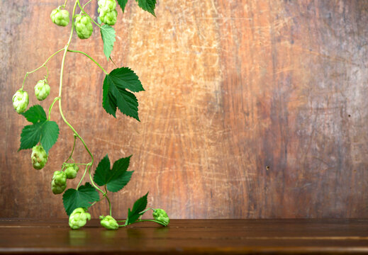 Fresh green hops on a wooden table