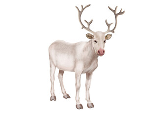 Naklejka na ściany i meble renne, illustration, mammifère, silhouette, blanc, faune, bois, nature, noël, cerf