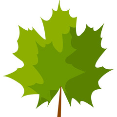 Fototapeta premium Maple leaf