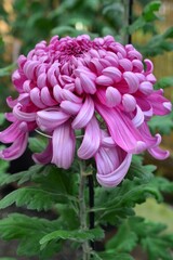 菊花展の大菊(古典菊)紫色