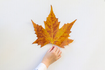 A hand holding a yellow golden Autumn Sycamore leaf against a white background, fallen from a Sycamore tree during fall