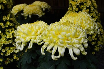 菊花展の大菊(古典菊)黄色