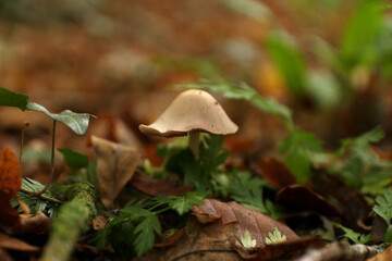 Mushroom in the forest