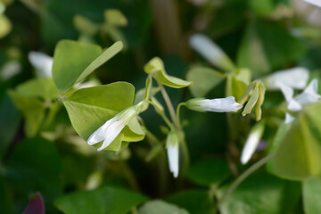 Shamrock Ikigai white flowers