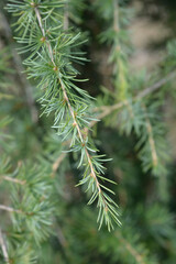 Weeping deodar cedar