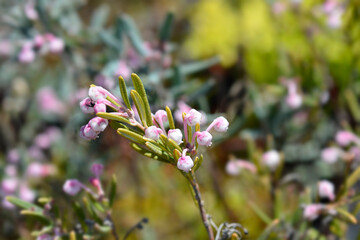 Bog rosemary pink flowers