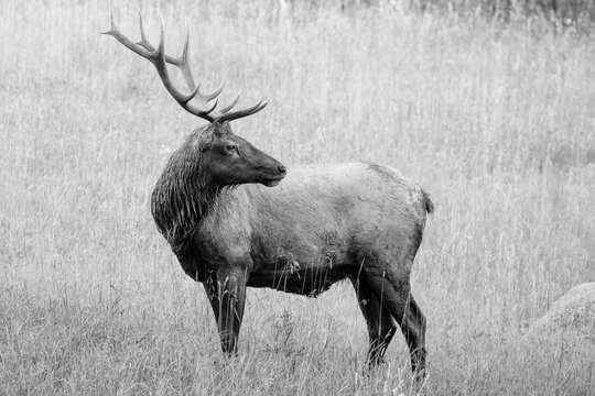 Elk, Rocky Mountain National Park, Wildlife, Majestic