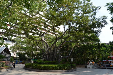 Tropischer alter Baum in zentraler Lage von Bangkok.