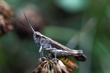 Close-up of a green grasshopper. Grasshopper on the grass.