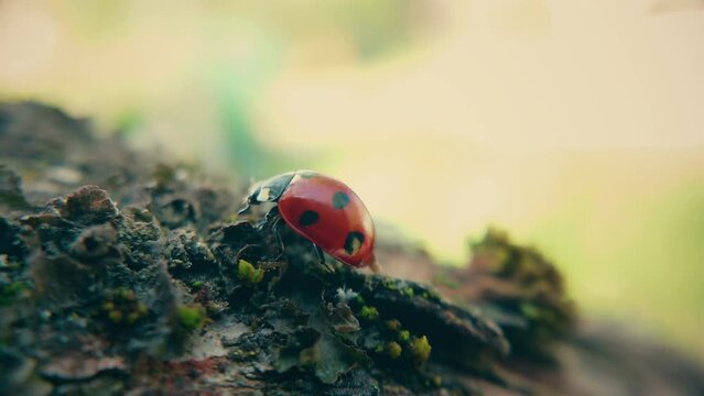A red ladybug crawls on the bark of a tree