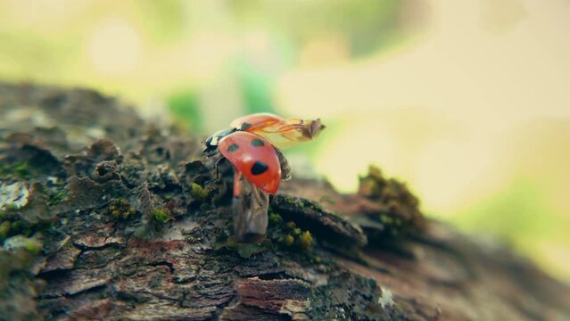 The ladybug is trying to fly away