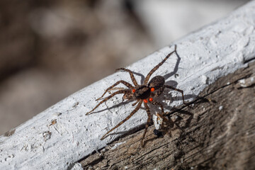 Photo Lycosa singoriensis. Photo of a spider on a log.