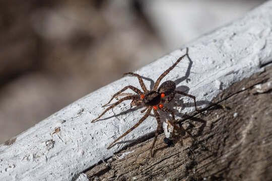 Photo Lycosa singoriensis. Photo of a spider on a log.