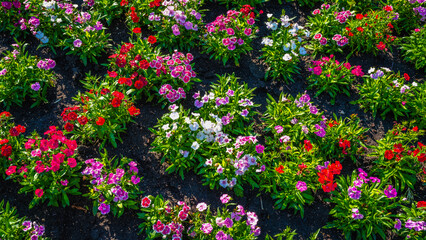 Vibrant red, pink, purple, white flowers in the spring garden, partial view of formal garden landscape