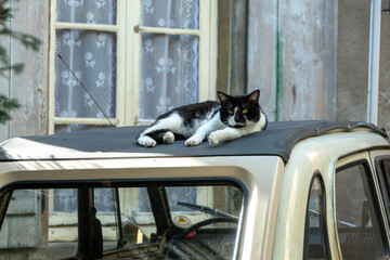Chat couché sur le toit d'une voiture