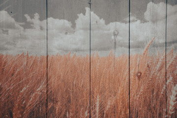 A wheat field with blue clouds with striped wood pattern wallpaper. abstract wallpaper