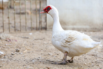 The white duck in farm thailand