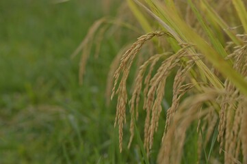 yellow rice planted in a paddy field