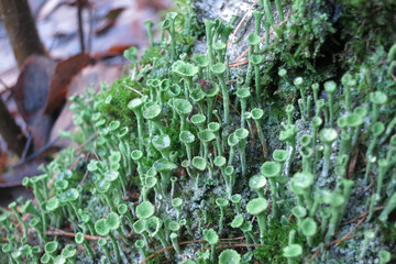Cladonia fimbriata (trumpet cup lichen) on forest floor — macro of ecological indicator species  