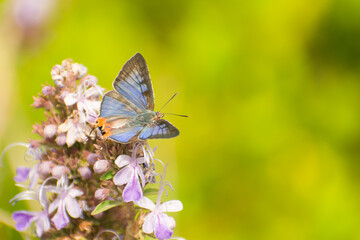 Fototapeta premium butterfly perching on a flower