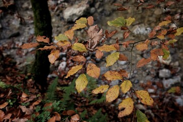 herbstblätter in bayern