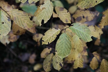 herbstliche Blätter