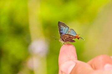 Butterfly sits on a men finger, Himachal pradesh, india