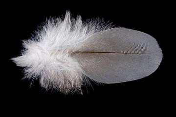 feather