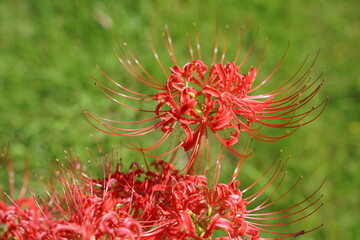 Higanbana, Red spider lily, Hurricane lily, Red magic lily