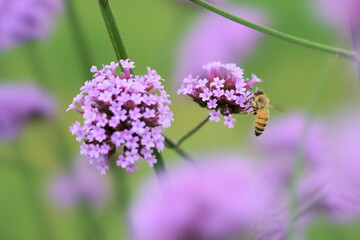 Wild flower and a honey bee