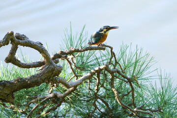 A kingfisher on the pine tree