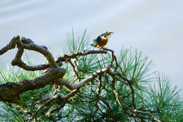 A kingfisher on the pine tree