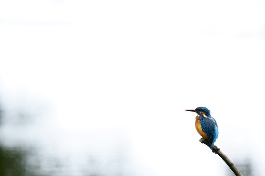 A kingfisher, a wild blue bird