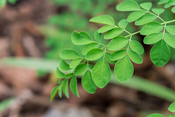 Moringa oleifera, Moringa leaves on tree, green leaves